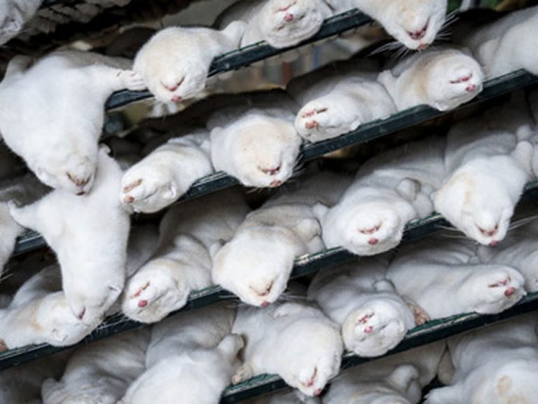 Zombie Mink: Hundreds of mink carcasses emerge from the burial trenches in Denmark after mass-culling exercise