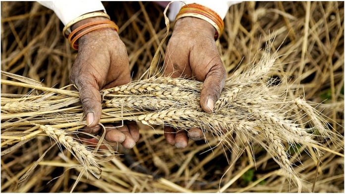 MSP: What are they and how legalising them will harm the Indian farm sector