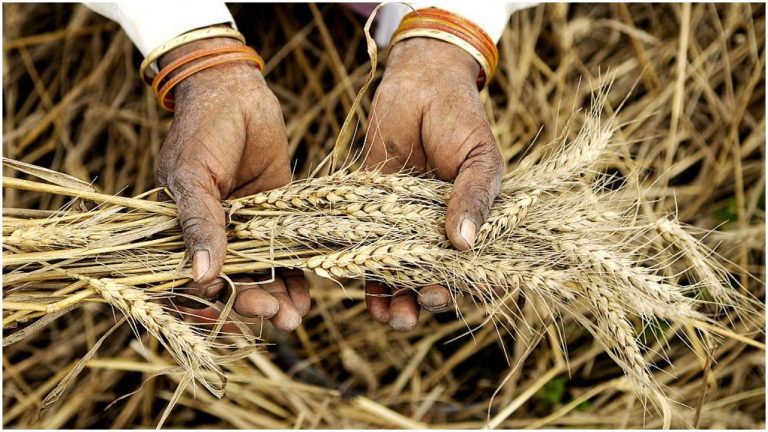 Demands to legalise MSPs is retrograde, can destroy the farm sector and hurt the Indian economy: Explained