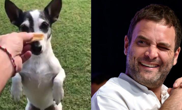 Congress trolls trying to shield Rahul Gandhi left red faced after party confirms Wayanad MP is on vacation