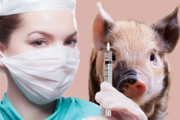 Pork in Vaccine