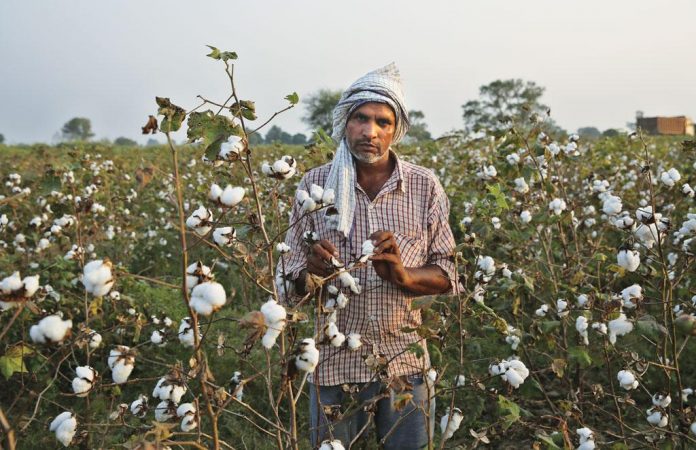 Centre buys record high cotton, rice from Punjab at MSP amidst protests