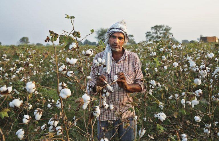 Punjab: Amidst farmer protests, Centre makes an all-time high purchase of rice and cotton at MSP