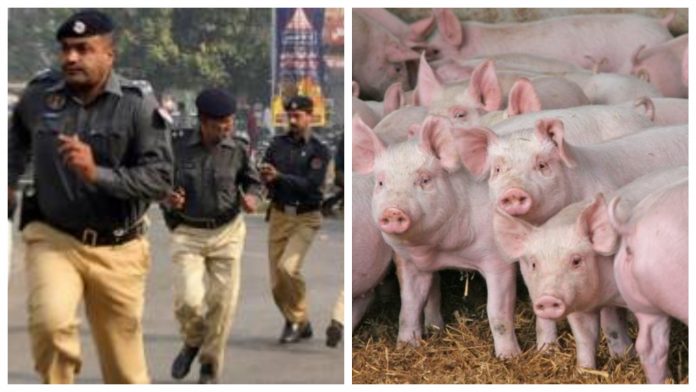 Pakistani police runs away from pigs