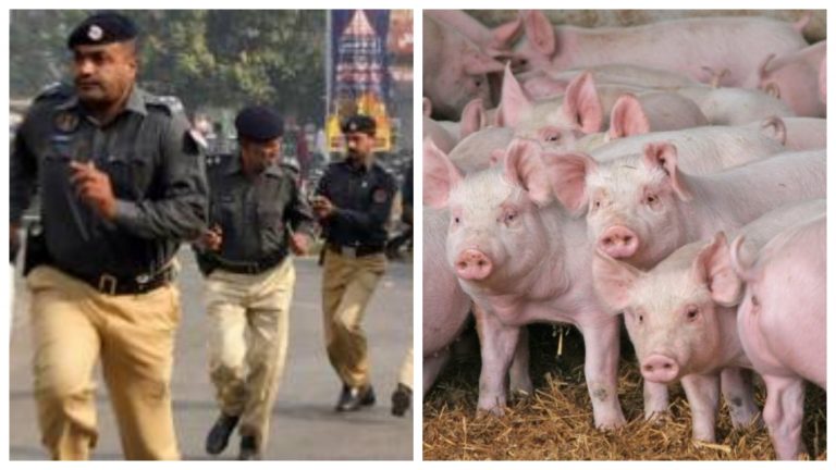 Pakistan: Police station taken over by stray pigs, cops terrorised