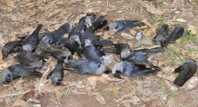 Thousands of birds die of bird flu in several states of India