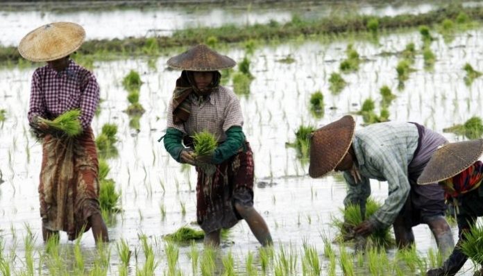 Amidst farmer protests, Reliance to purchase rice from farmers above MSP