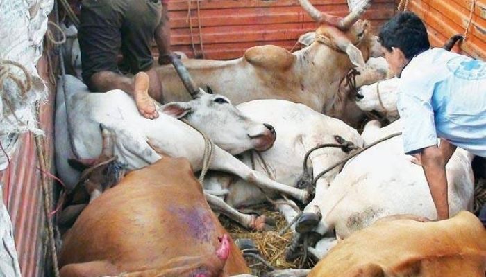 Cow smugglers in UP attack police, tie female constable’s neck and drag her, Ikram, Zaid and others booked for conspiracy: Details