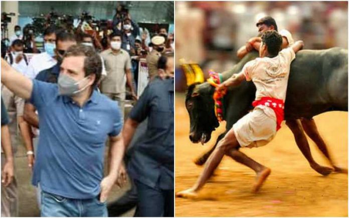After Congress tried to ban Jallikattu for years, today Rahul Gandhi has decided that he likes it