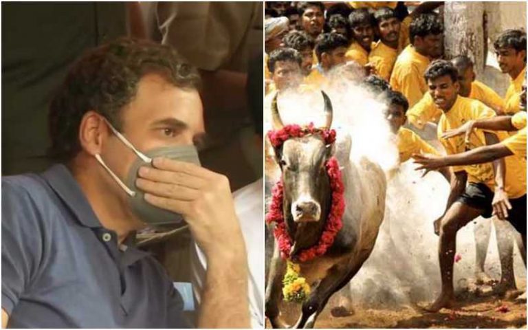 After opposing the Jallikattu tooth and nail, Rahul Gandhi looks to salvage image by attending the festival