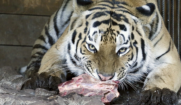 Karnataka: Big cats in Mysuru zoo to be served chicken instead of beef, here is why