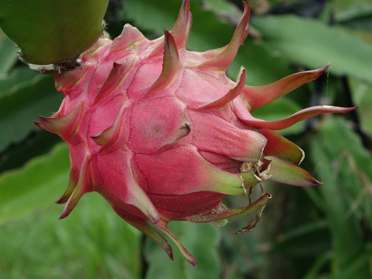 Gujarat Government renames dragon fruit as ‘Kamalam’. Here is why