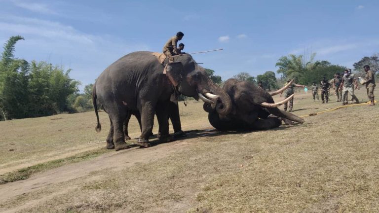 Elephant in viral video where a forest official was seen crying profusely over its death was injured by burning tyre in horrific attack: Details