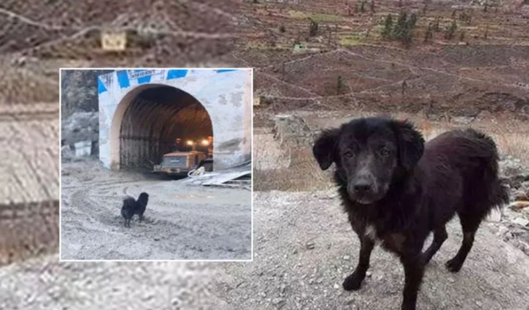 Uttarakhand: Days after glacier burst tragedy, little ‘Blackie’ waits for his lost caretakers near Tapovan tunnel
