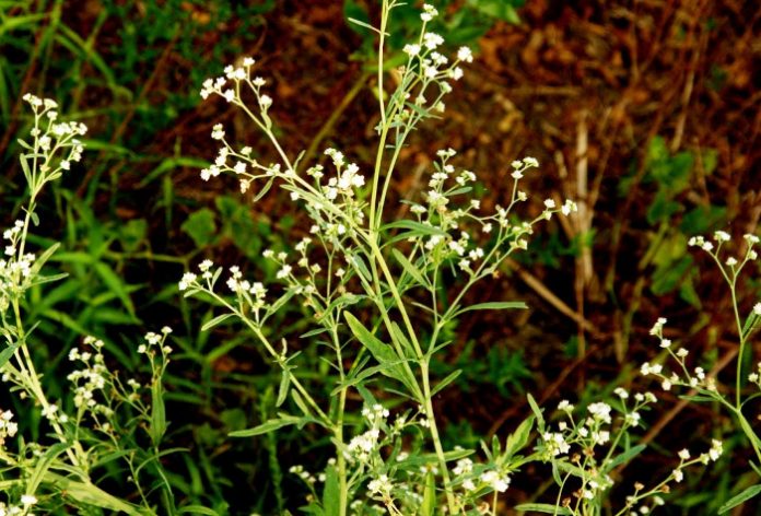 Congress grass