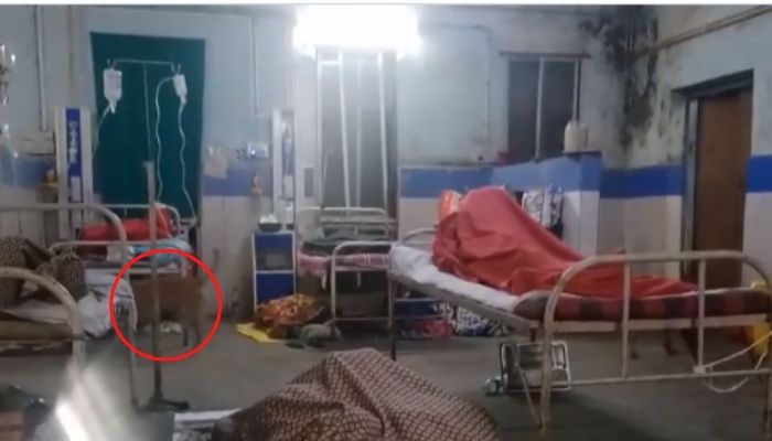Watch: Stray dogs loiter past a patient sleeping on the floor in a Nagpur govt hospital ward