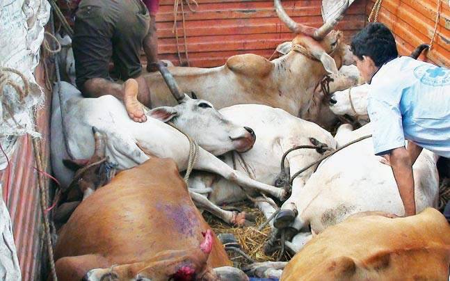 3 BSF personnel suspended in relation to cattle smuggling case