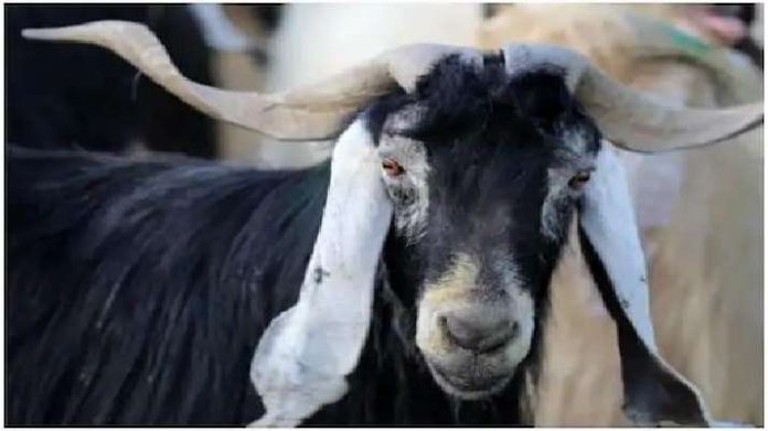Police officer suspended for performing animal sacrifice in temple in Rajasthan