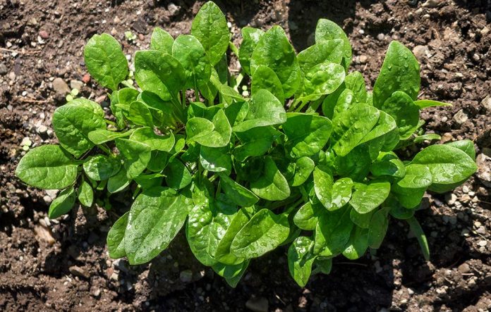 MIT scientists have taught spinach plants to detect explosives