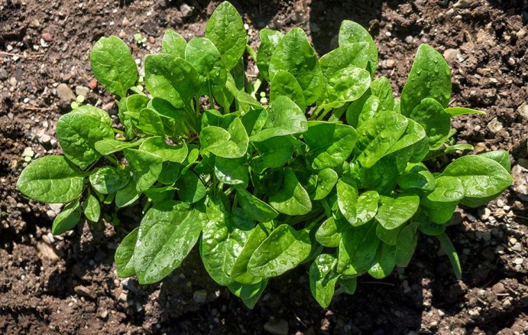 2021 has peaked already: Scientists have taught spinach to detect explosives and send emails