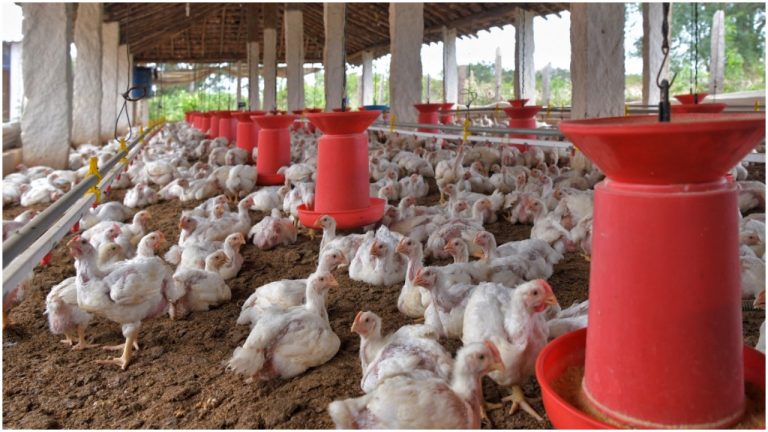 Russia reports world’s first case of humans infected with H5N8 strain of bird flu