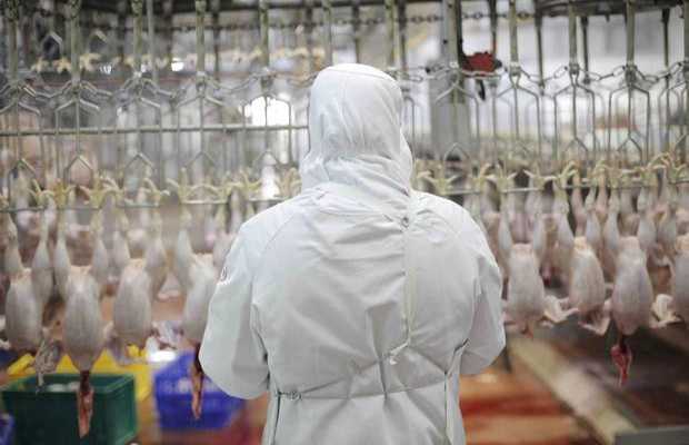 France: Outrage over alleged 'halal meat' ban in France