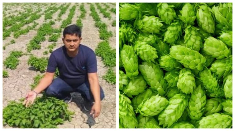 Media reports of Bihar farmer growing a unique vegetable that costs Rs 1 lakh per kg is false, claims a report