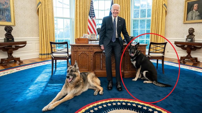 Major bites again: US President Joe Biden’s dog bites the second person in a month