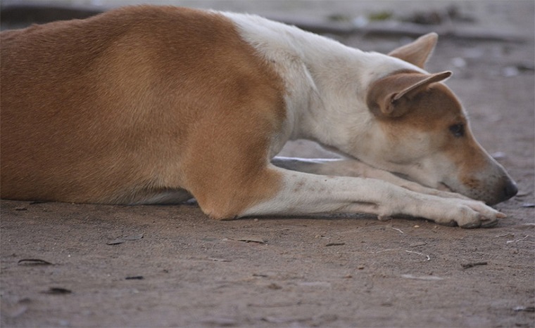 Mumbai: 67-year-old Ahmad Shahi arrested for raping over 30 stray dogs in Juhu area