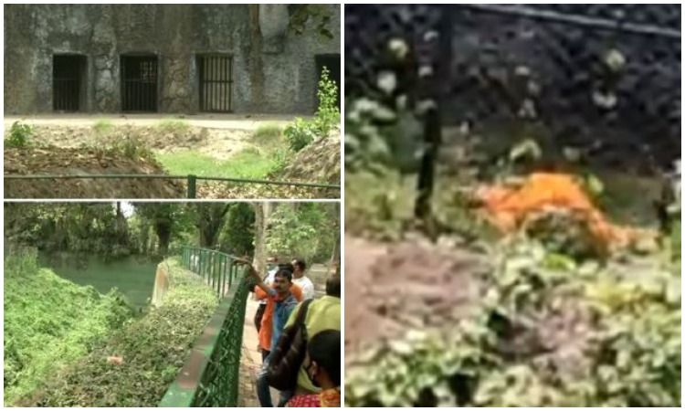 West Bengal: Drunk man jumps into lion’s cage in Kolkata’s Alipore Zoo, scared animal still in panic mode