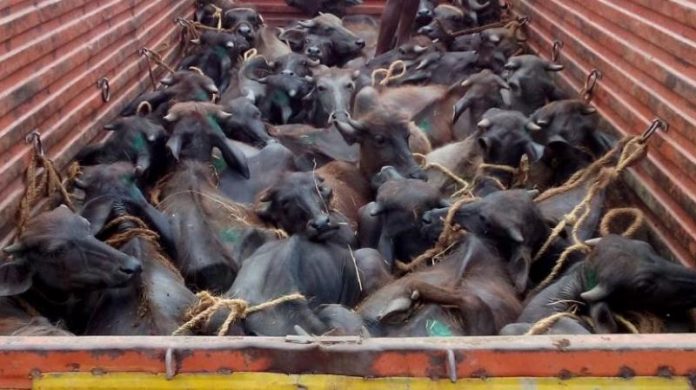 Cattle smuggling at India Bangladesh border
