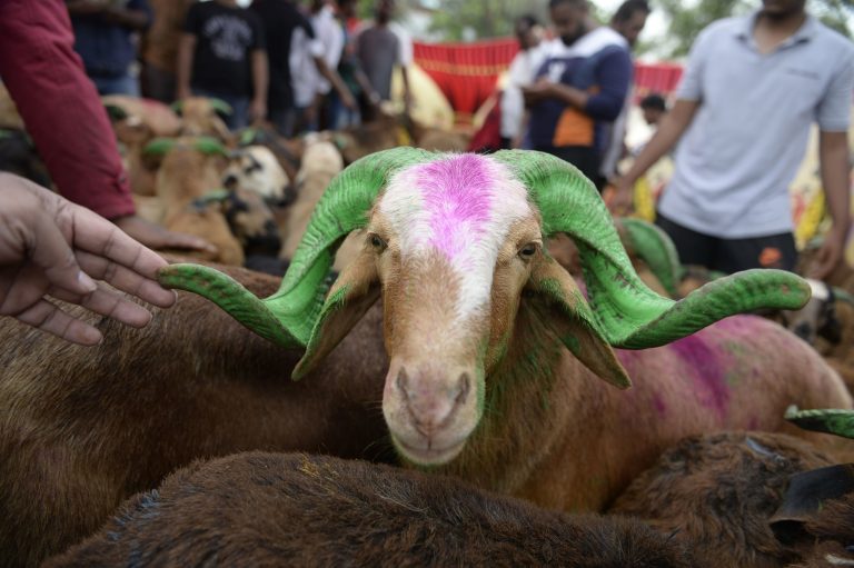 How the cruel practice of raising animals for meat is close to being torn down