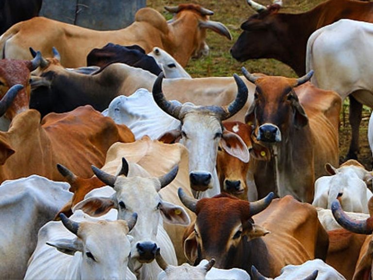 Gaushala scam in Rajasthan: Over 62 lakh worth of government grant paid to six cow shelters without a single cow
