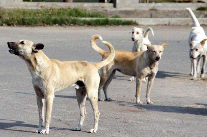 4 cases of dog rape in Mumbai in past few months as concerns over animal safety grow: All you need to know
