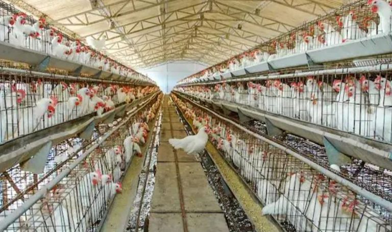 Worried because his hens stopped laying eggs, a poultry farmer in Pune approaches police