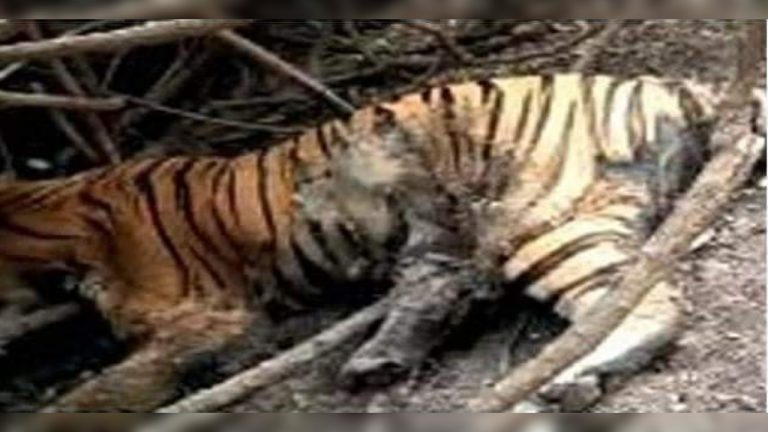 Maharashtra: Pregnant tigress with 4 unborn cubs killed by poachers in Yavatmal, death toll of tigers in this year reaches 17 in the state