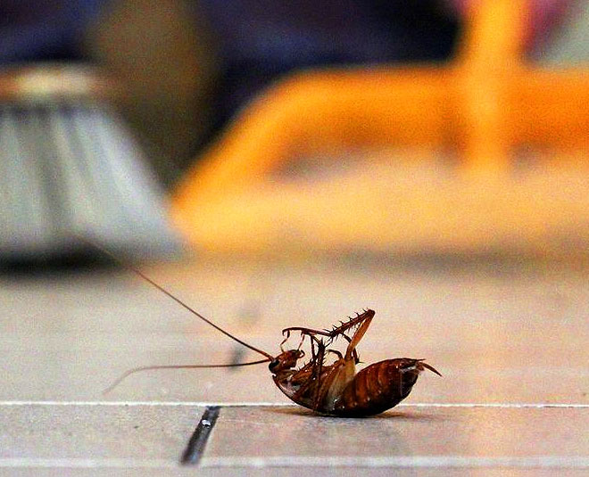 Woman’s fear of cockroaches leads couple to change houses 18 times, husband files for divorce