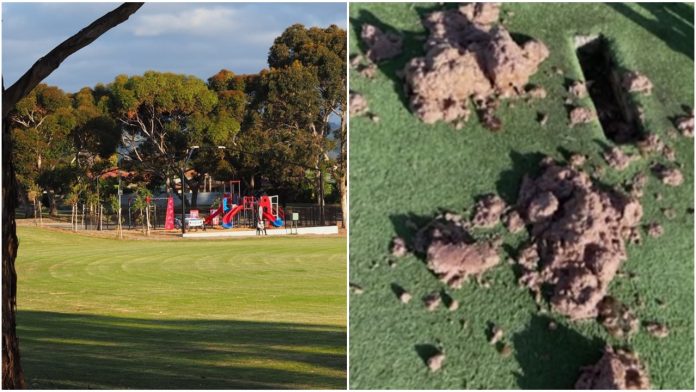 Hindu community in Adelaide outraged after minced beef was found dumped in a community cricket pitch