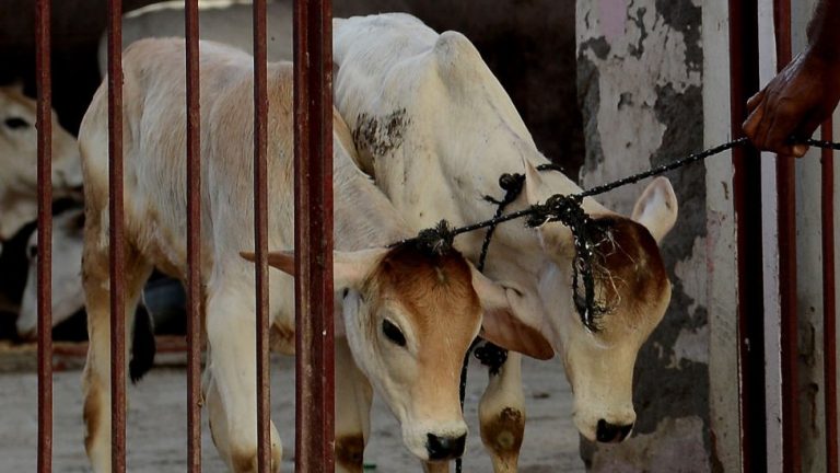 Uttar Pradesh: Newly elected village head Rakmuddin arrested with four others for cow slaughter