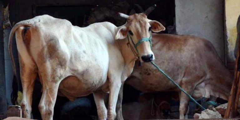 Tamil Nadu: Two men, Mubarak Ali and Rafeeq, steal and butcher two pregnant cows owned by a poor farmer