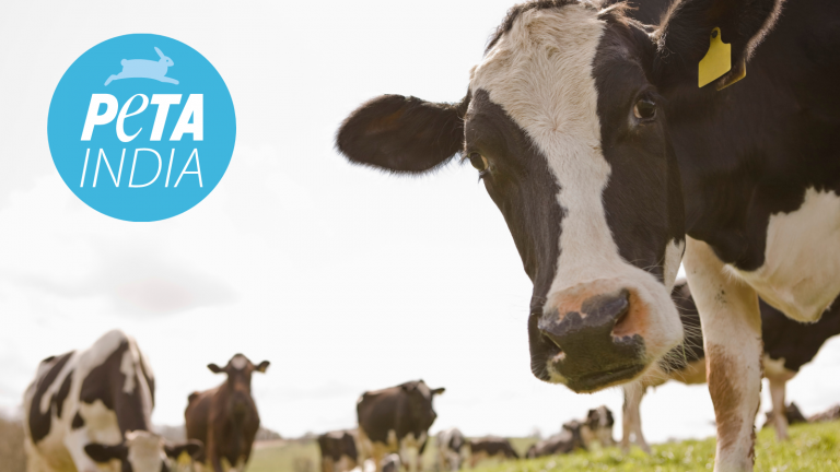 PETA India’s latest wisdom – Cows are killed for beef because you are drinking milk and eating cheese