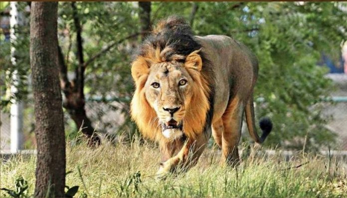 Eight Asiatic lions diagnosed with Coronavirus infection: Details