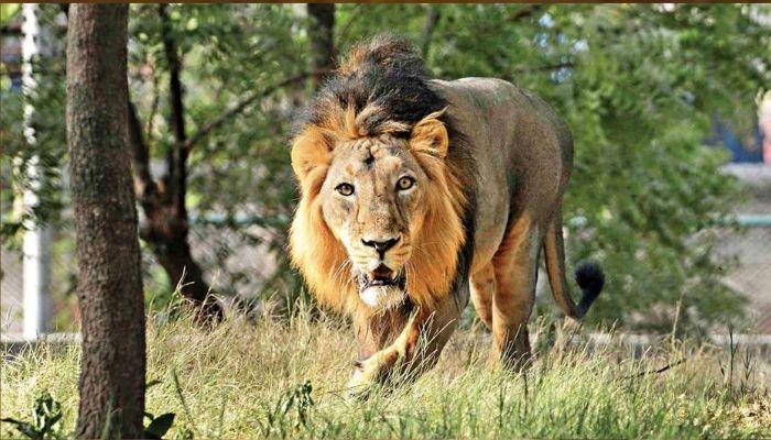 8 Asiatic lions test positive for Coronavirus infection in Hyderabad, develop dry cough, nasal discharge