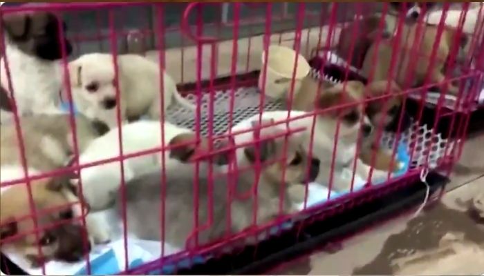 China’s new craze of sending animals as ‘surprise gifts’ via courier: All you need to know about bizarre ‘Blind Box’
