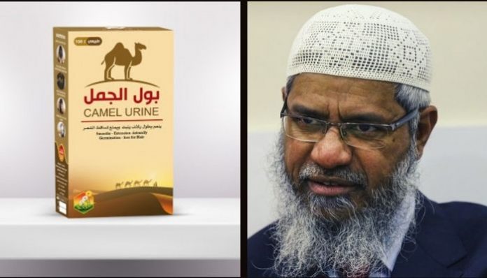Drinking camel urine is pure, cannot say the same about cow urine: Zakir Naik