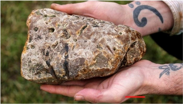 Gujarat police nab arrests three people for smuggling ‘whale vomit’: Here is what happened