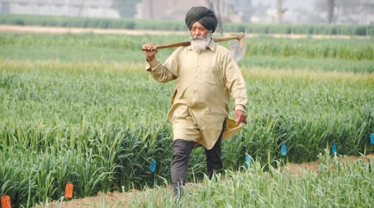 Punjab: After Modi Govt implements direct benefit transfer, agencies procure record wheat quantity, 9 lac farmers receive Rs 23,000 cr