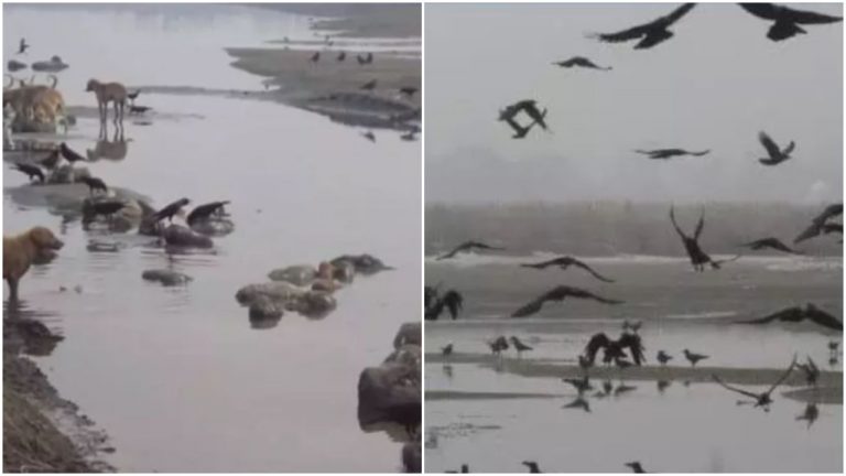 Raebareli officials clarify no corpse found buried in sand at Gegaso ghat, 2015 image of corpses floating in Ganga shared as recent