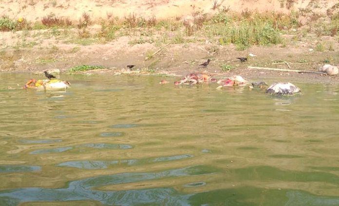 Bodies found floating in Ganga river in Buxar, spark concerns