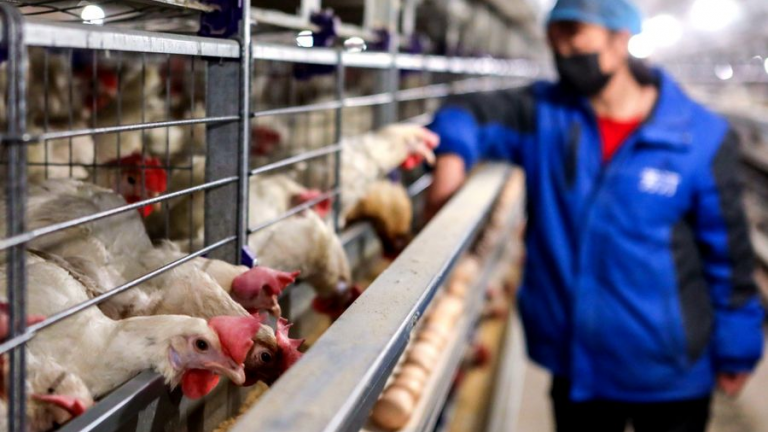 China reports the first-ever case of H10N3 avian influenza in humans, the disease was limited to birds until now